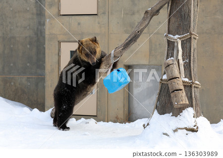 A brown bear playing in the snow 136303989