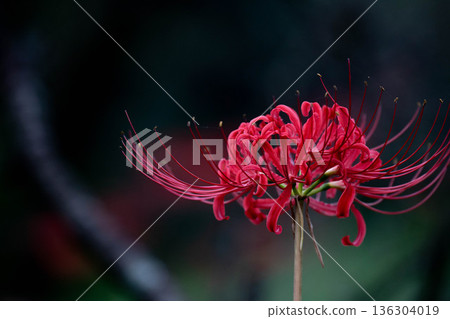 red spider lily 136304019