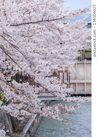 一條水道蜿蜒而過，櫻花盛開，構成了一幅美麗的風景畫。 136304027