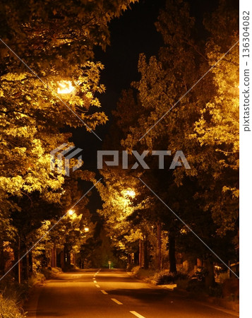 路燈被行道樹照亮 136304082