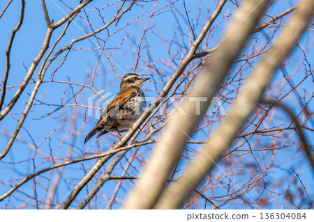 鵝口瘡吃在樹枝上 136304084
