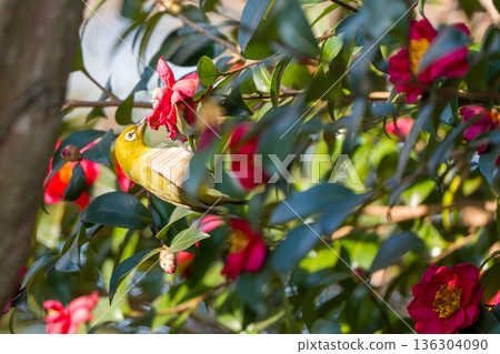 一隻繡眼鳥正在吸食山茶花的花蜜 136304090