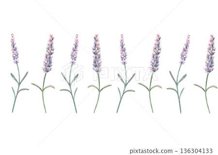 Seamless provence border with lavender flowers. Hand-painted watercolor botanical illustration isolated on white for printing, packaging, stationery, branding, romantic decor, wedding design projects 136304133