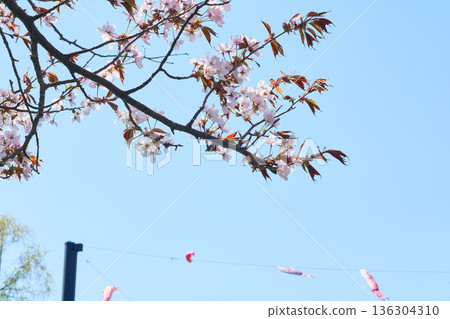 Cherry blossoms on a clear day Cherry blossoms on a clear day 136304310