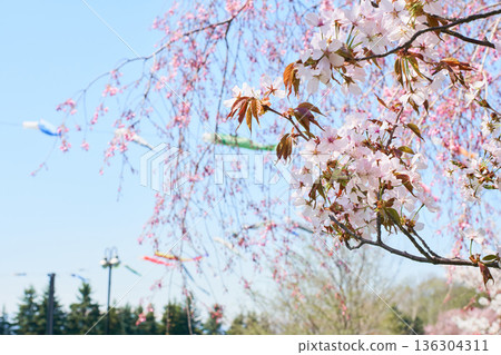 Cherry blossoms on a clear day 136304311