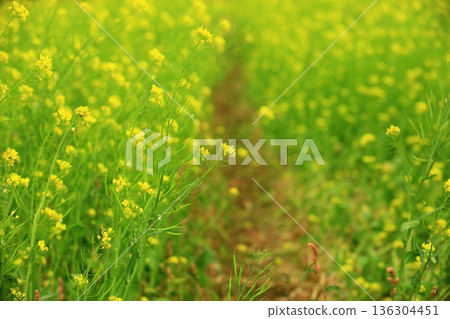 Beautiful oil rape flower (flower moss flower, oil rape flower) 136304451