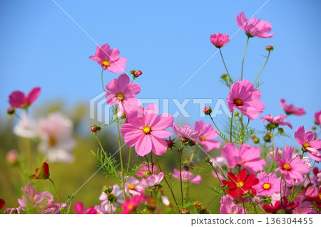 綻放的大波斯菊花(格桑花,秋英,波斯菊,秋櫻,笤帚梅,掃帚梅,大春車菊,大春菊)藍天為背景 綻放的大波斯菊花(格桑花,秋英,波斯菊,秋櫻,笤帚梅,掃帚梅,大春車菊,大春菊)藍天為背景 136304455
