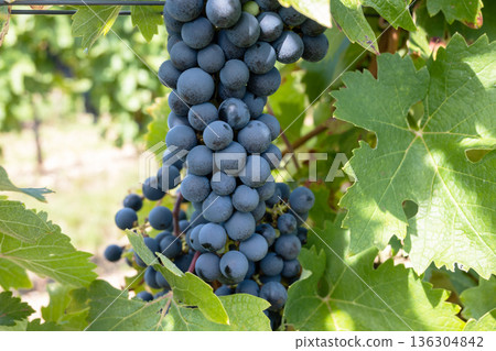 Bunche of black wine grapes in sunny weather on the vineyard. Summer harvest for nature background. Bunche of black wine grapes in sunny weather on the vineyard. Summer harvest for nature background. 136304842