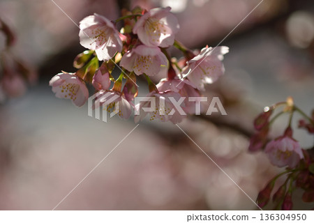 盛開的早期盛開的櫻花 136304950