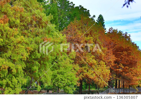 秋日天空，飄落的松樹（落葉杉、三國水松）與藍色的雲朵交相輝映。 136305807