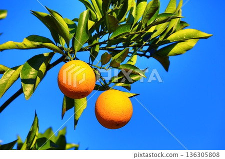 Willow orange, willow ding, sweet orange, golden orange, yellow fruit (blue natural background) Willow orange, willow ding, sweet orange, golden orange, yellow fruit (blue natural background) 136305808