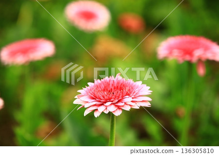 Unsuccessful non-su chrysanthemum, fire ring chrysanthemum, sun red, daisy chrysanthemum, daisy daisy chrysanthemum, Tomoe Kashiwaton daisy chrysanthemum, Furohana Unsuccessful non-su chrysanthemum, fire ring chrysanthemum, sun red, daisy chrysanthemum, daisy daisy chrysanthemum, Tomoe Kashiwaton daisy chrysanthemum, Furohana 136305810