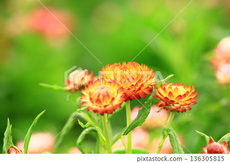 放蠟菊、栗色菊、七彩菊、野菊、鐵菊、脆菊、玻璃菊、乾菊、栗色菊花 136305815