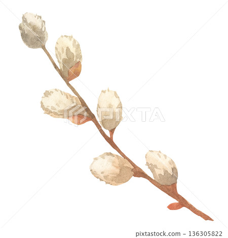 Watercolor Soft Spring Branch with Buds 136305822
