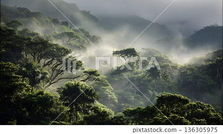 amazon rainforest lush greenery misty light 136305975