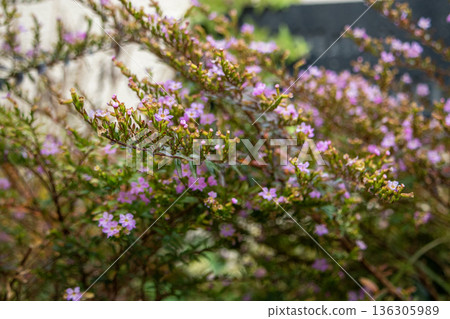 Rosemary flowers (pink) Rosemary flowers (pink) 136305989