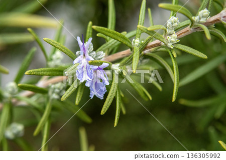 Rosemary Flower 136305992