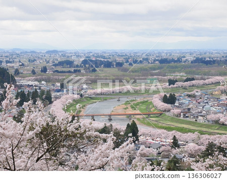 在角落陰天，從小城山公園的觀景台上可以俯瞰盛開的櫻花和武士宅邸街道（春季街景）。 136306027
