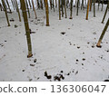 雪，竹林 136306047