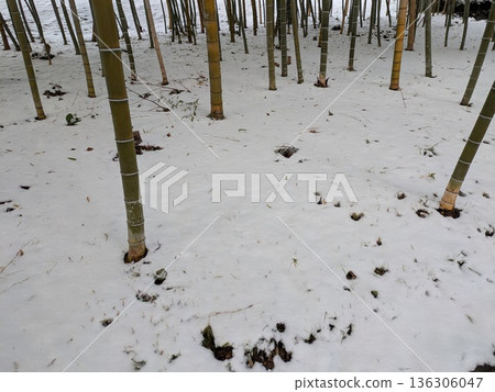 雪，竹林 136306047