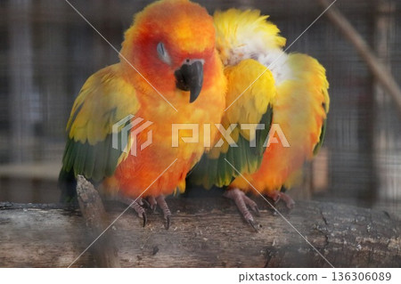 那須世界猴園，栃木縣那須市 136306089