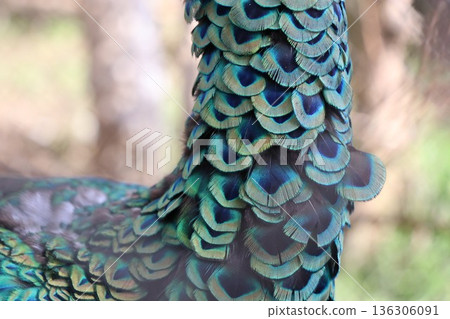 那須世界猴園，栃木縣那須市 136306091