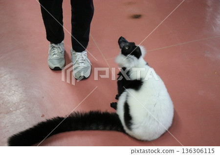 那須世界猴園，栃木縣那須市 136306115