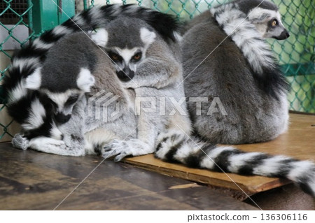 那須世界猴園,栃木縣那須市 那須世界猴園,栃木縣那須市 136306116