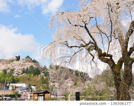 Cherry blossoms in full bloom against the blue sky at Kakunodate Samurai Residence Street (an atmospheric streetscape in spring) Cherry blossoms in full bloom against the blue sky at Kakunodate Samurai Residence Street (an atmospheric streetscape in spring) 136306177