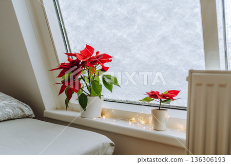 Christmas plant Christmas star, poinsettia window covered with snow 136306193