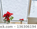 Christmas plant Christmas star, poinsettia window covered with snow 136306194