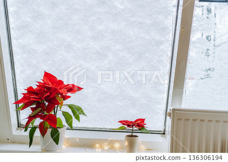 Christmas plant Christmas star, poinsettia window covered with snow Christmas plant Christmas star, poinsettia window covered with snow 136306194