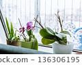 grow orchids at home 136306195