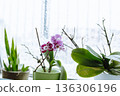 grow orchids at home 136306196