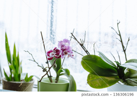 grow orchids at home 136306196