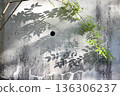 Plants growing on a concrete wall and their shadows 136306237