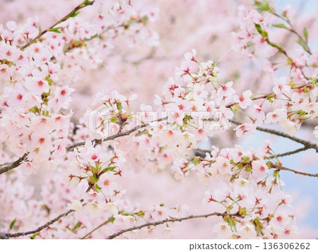 櫻花特寫：盛開的櫻花在模糊的背景下綻放 136306262