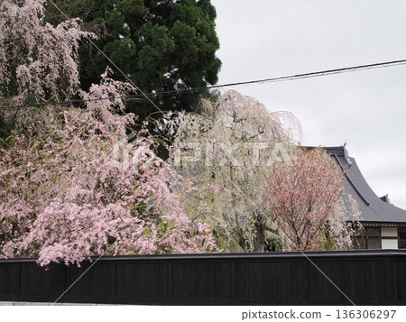 On a gloomy, overcast day, the samurai residence street in Kakunodate is illuminated by cherry blossoms in full bloom, creating a charming spring atmosphere. On a gloomy, overcast day, the samurai residence street in Kakunodate is illuminated by cherry blossoms in full bloom, creating a charming spring atmosphere. 136306297