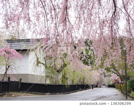 On a gloomy, overcast day, the samurai residence street in Kakunodate is illuminated by cherry blossoms in full bloom, creating a charming spring atmosphere. On a gloomy, overcast day, the samurai residence street in Kakunodate is illuminated by cherry blossoms in full bloom, creating a charming spring atmosphere. 136306299