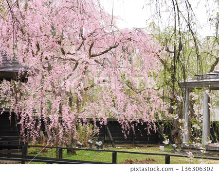 On a gloomy, overcast day, the samurai residence street in Kakunodate is illuminated by cherry blossoms in full bloom, creating a charming spring atmosphere. 136306302