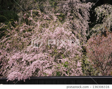 Kakunodate Samurai Residence Street on a cloudy day, the charming spring townscape adorned with cherry blossoms in full bloom Kakunodate Samurai Residence Street on a cloudy day, the charming spring townscape adorned with cherry blossoms in full bloom 136306316