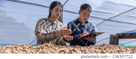 Farmer worker inspect and tossing dried coffee beans with hands at farm outdoors. Farmer worker inspect and tossing dried coffee beans with hands at farm outdoors. 136307722