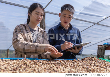 Farmer worker inspect and tossing dried coffee beans with hands at farm outdoors. Farmer worker inspect and tossing dried coffee beans with hands at farm outdoors. 136307723