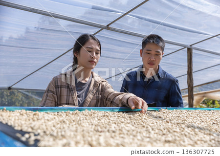 Farmer worker inspect and tossing dried coffee beans with hands at farm outdoors. Farmer worker inspect and tossing dried coffee beans with hands at farm outdoors. 136307725