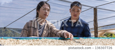 Farmer worker inspect and tossing dried coffee beans with hands at farm outdoors. Farmer worker inspect and tossing dried coffee beans with hands at farm outdoors. 136307726