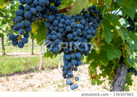 Big bunche of red wine grapes in sunny weather on the vineyard. Summer harvest for nature background. 136307865