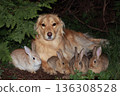 retriever with four rabbits in forest 136308528