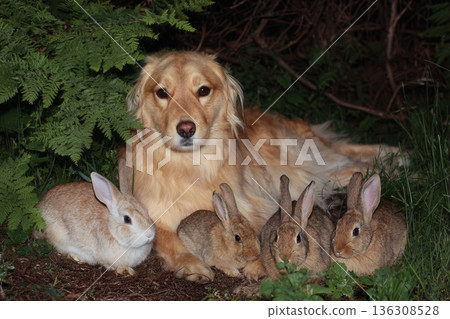 retriever with four rabbits in forest 136308528
