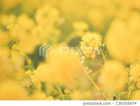 獨自在黃色世界思考 136308974