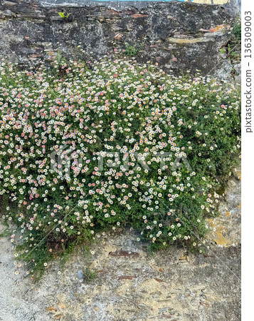 Dense cluster of small white and pink wildflowers growing on rough stone wall, creating natural floral texture and organic background Dense cluster of small white and pink wildflowers growing on rough stone wall, creating natural floral texture and organic background 136309003